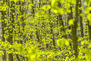 Image showing fresh green leaves