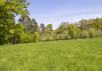 Image showing sunny woodside scenery