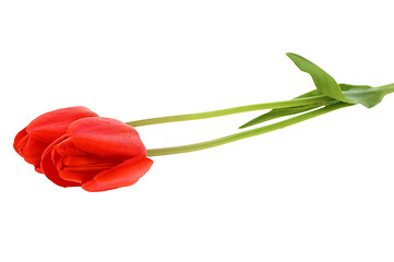 Image showing Red tulip