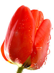 Image showing Big red tulip