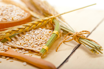 Image showing organic barley grains