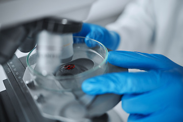 Image showing Hands, scientist and microscope with blood petri dish in laboratory for research study, analysis or test. Science, medical professional and doctor with biotechnology, equipment and dna for experiment