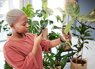 Image showing Woman with phone, mobile app and plants care in home, nature and gardening with future technology. Girl with cellphone photography, house plant problem and internet search for help with dry leaves.