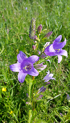 Image showing Beautiful Bluebells and different herbs in the summer field