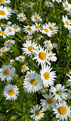 Image showing Beautiful daisies in a summer field