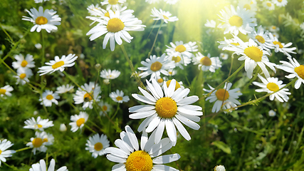 Image showing Beautiful daisies in a summer field lit by sunlight