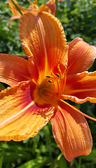Image showing Beautiful bright orange day-lily on a sunny summer garden