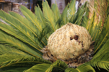 Image showing Female cone and foliage of cycas revoluta cycadaceae sago palm