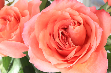 Image showing Beautiful flowers of delicate pink roses