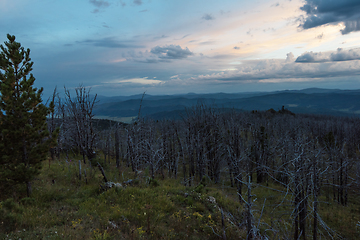 Image showing Landscape with dead forest