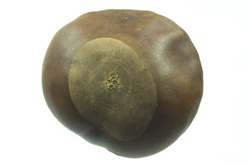 Image showing chestnut