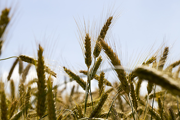 Image showing agricultural field with yellowed wheat