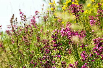 Image showing flowering small grass