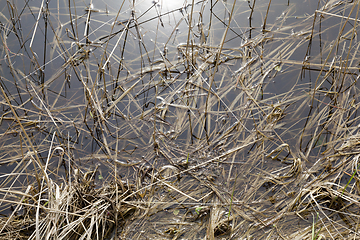 Image showing swamp with water