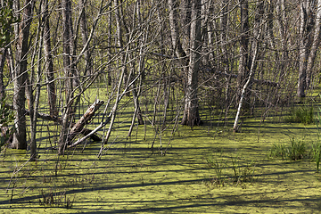 Image showing grass growing