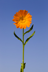 Image showing beautiful calendula