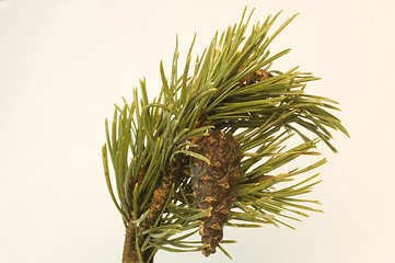 Image showing Pine tree