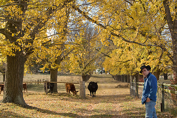 Image showing farmer checks the cows