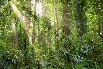 Image showing light in the rainforest