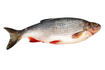 Image showing Bream fish
