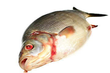 Image showing Bream fish