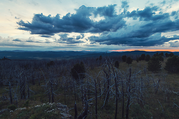 Image showing Landscape with dead forest