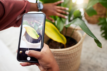 Image showing Woman with phone screen, photography app and plants in home, nature and gardening with future technology. Girl with cellphone, dry house plants problem and internet search for help with leaves care.