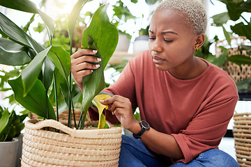 Image showing Plant, worry and disease with black woman in small business for agriculture, quality assurance and gardening. Ecology, spring and inventory with person in nursery store for environment and retail