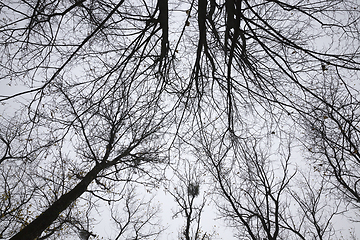 Image showing different deciduous trees