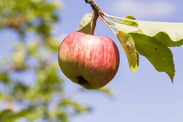 Image showing worm apple, sky