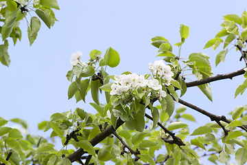 Image showing blossoming trees