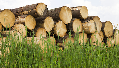 Image showing wood in the green grass