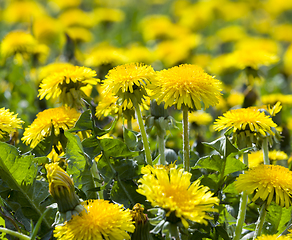 Image showing real wild yellow beautiful dandelions