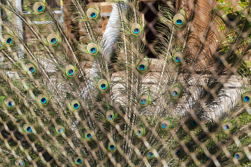 Image showing peacock feathers