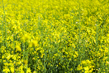 Image showing Field with rape, summer