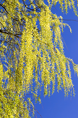 Image showing flowering willow tree