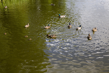 Image showing ducks in the lake