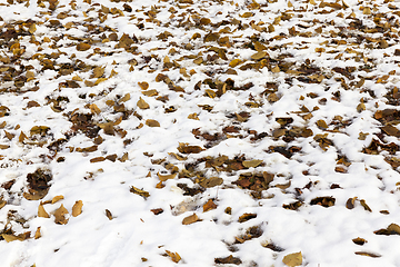 Image showing yellow leaves on snow