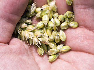 Image showing green wheat seeds