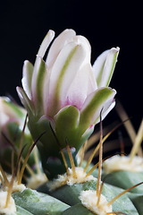 Image showing cactus during flowering