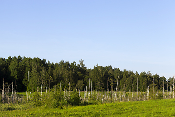 Image showing trees and plants