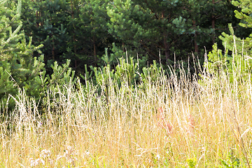 Image showing yellow grass in sunlight