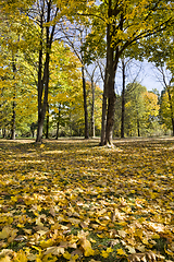 Image showing yellowed trees