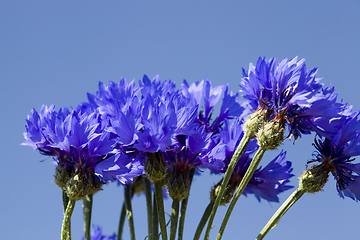 Image showing blue wildflowers cornflowers