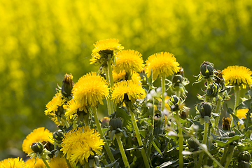Image showing beautiful yellow dandelion