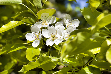 Image showing blossoming trees