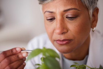 Image showing Face, senior scientist and woman, leaves and ecology with sample for medical research and scientific study. Focus, environmental science and botany, plant and agriculture with female doctor in lab