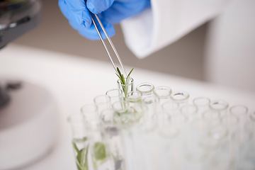 Image showing Test tube, plant and ecology with scientist in lab, medical research and environmental science with sample leaf. Future, botany with agriculture and scientific study, person and investigation closeup