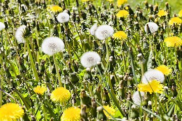 Image showing white and yellow dandelions