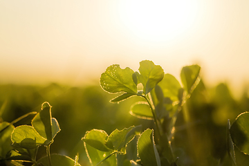 Image showing clover at sunset